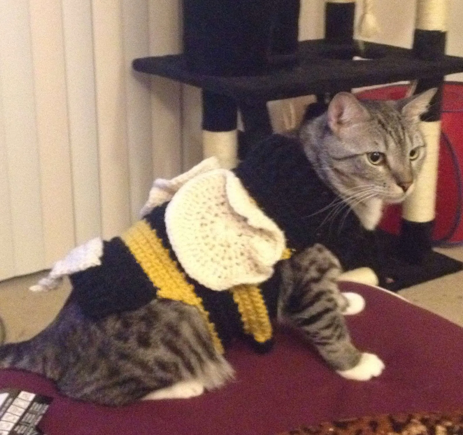 This is a photo of Bubba the cat in a crocheted queen bee costume