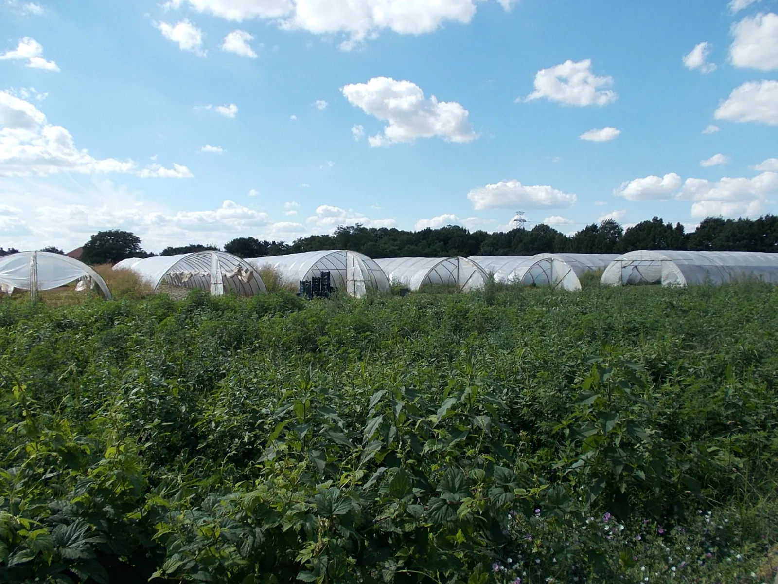 Hoop houses - close to Csokonai Street, Ercsi, Fejér County, Hungary.