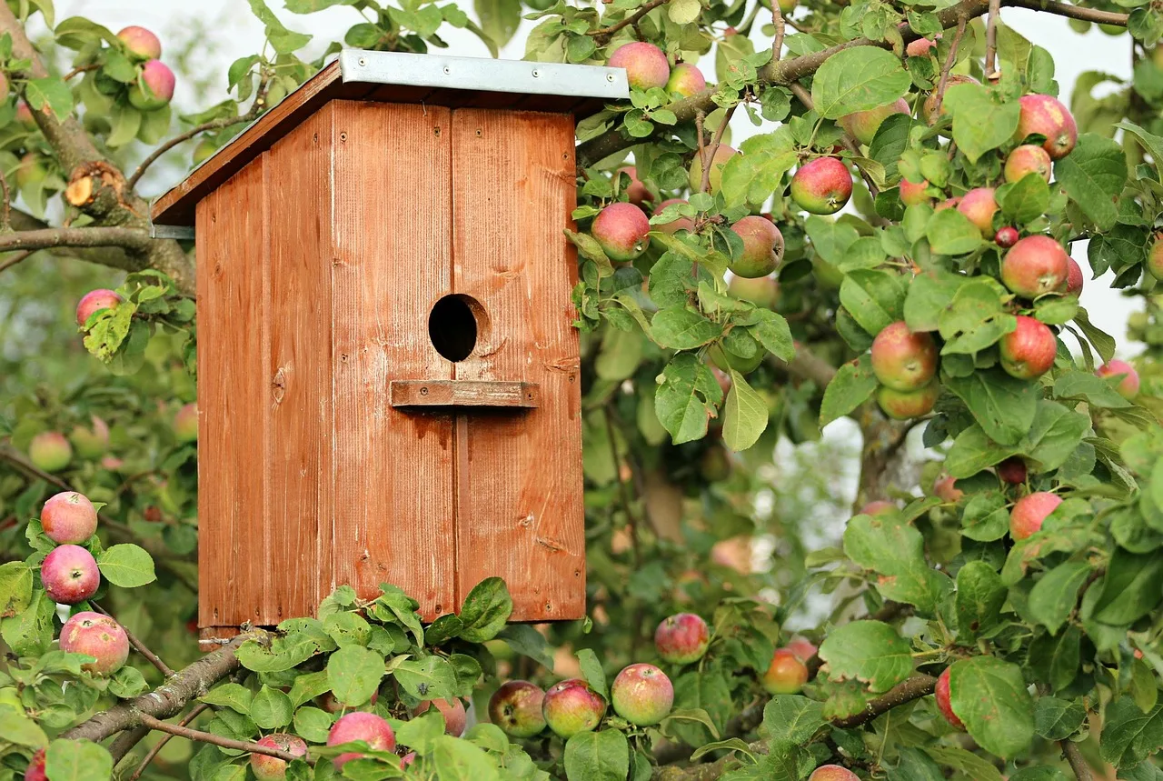birdhouse, dom, jabłoń, gniazdo, ptaki, ochrona, wsparcie, podajnik, zimowa chata, drzewo, natura, dzieci, dom, dom, dom, dom, dom, wsparcie