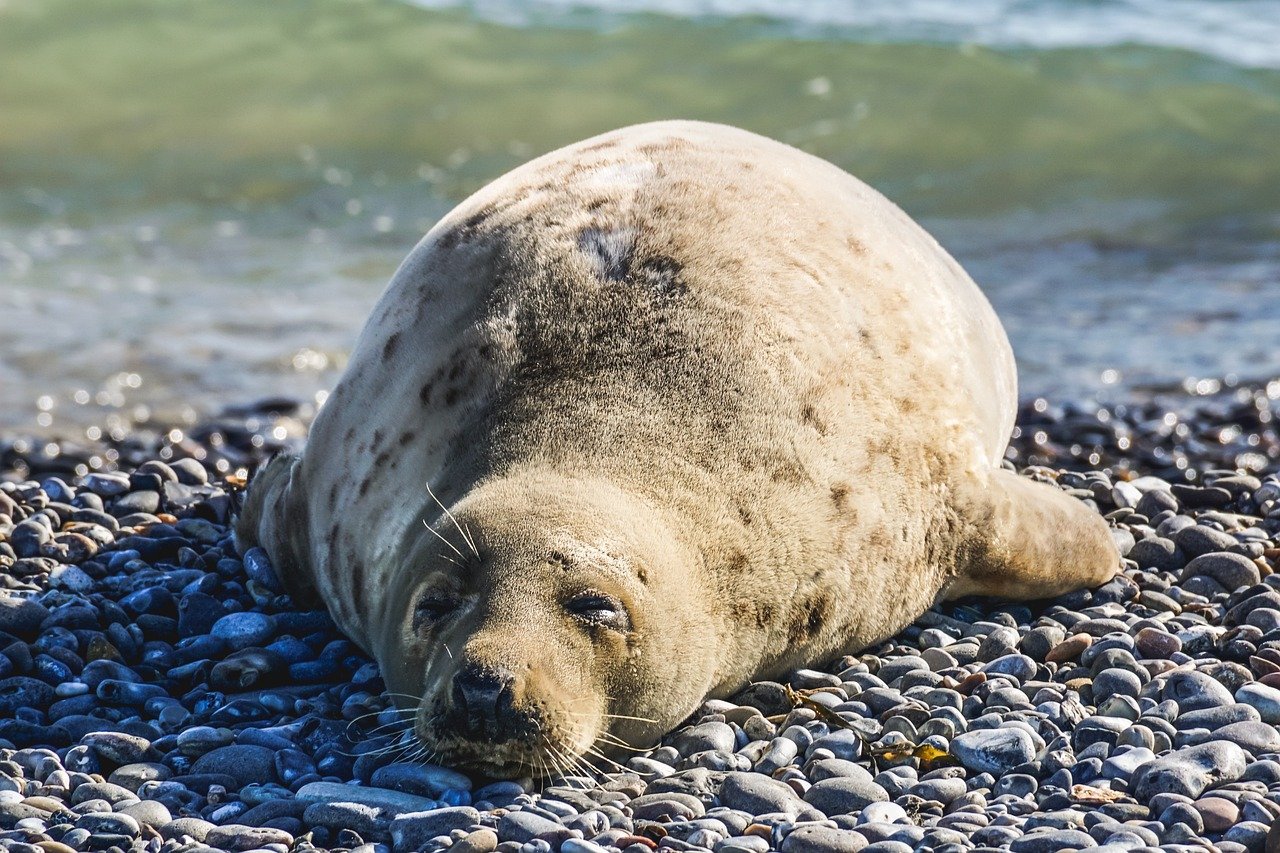 seal, nature, animal, sleep, coast