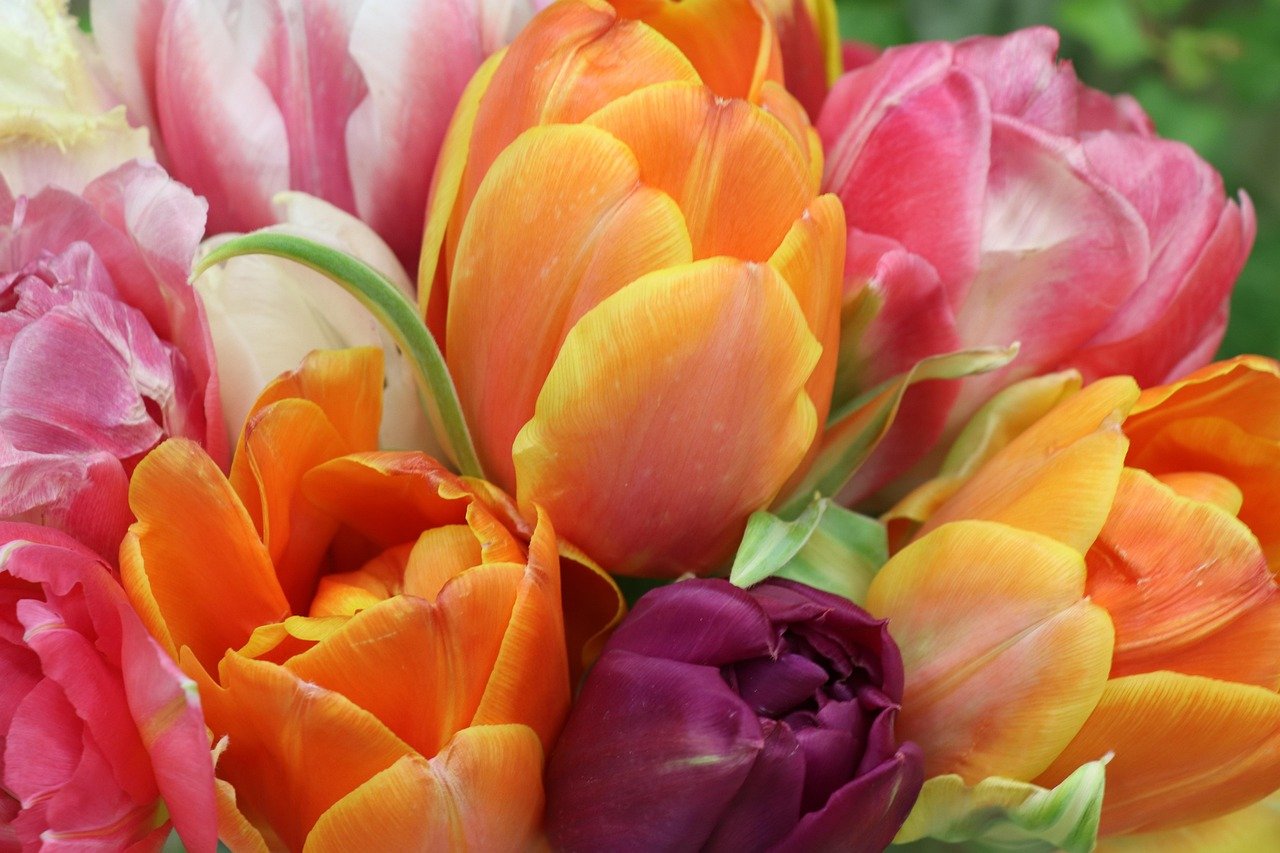 tulips, bright, flower background, bouquet, flowers, flower, beautiful flowers, romantic, flower wallpaper, thanks, nature, women, march 8, congratulation, postcard, holiday, gift, spring, bloom, women's day