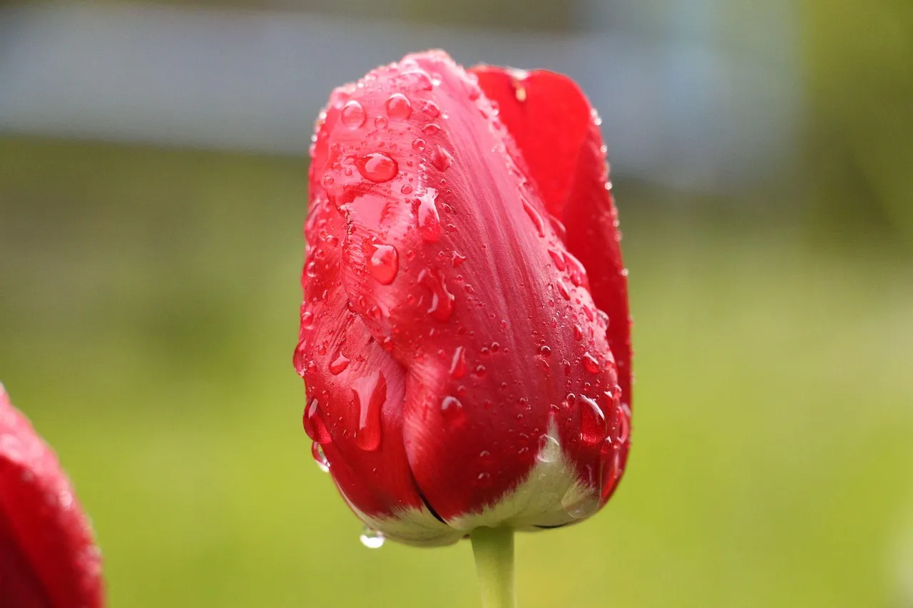 flower, red, red flower, blossom, bloom, nature, flower wallpaper, close up, garden, red flowers, summer flower, blooming flowers, macro, spring, poppy flower, green, tanning ara, rose, coneflower, red poppy, dahlia, camellia, flower background, red rose, drops, beautiful flowers, dew, raindrop, waterdrop, love, rose blooms, petals, romantic, rose flower, raindrop rose, wet, pink, reflection, spray mist, water pearls, scent of roses, detail shot, bloom, blossomed, garden flower, plant, summer