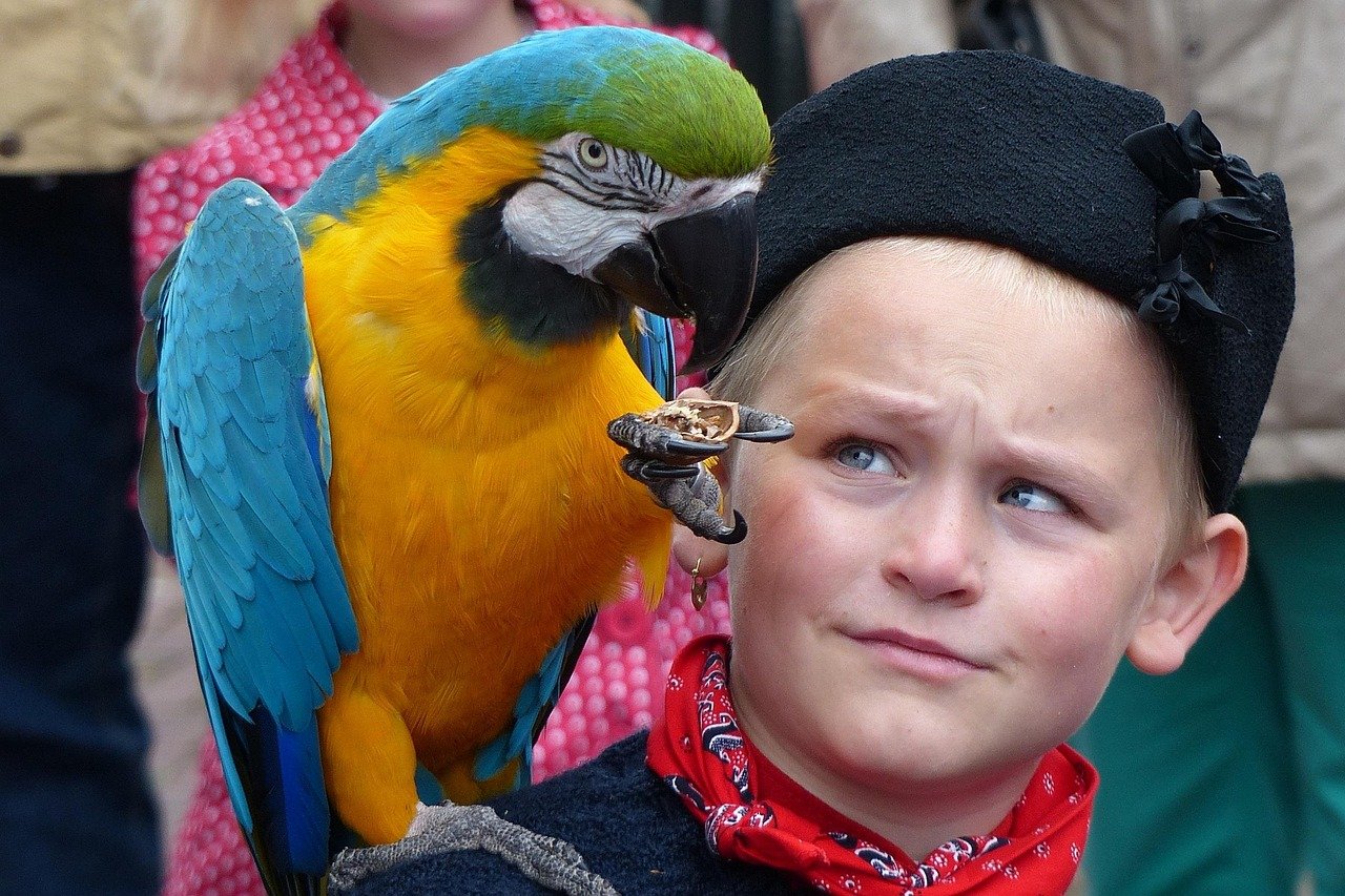 urk, boy, parrot, traditional costume, parrot, parrot, parrot, parrot, parrot