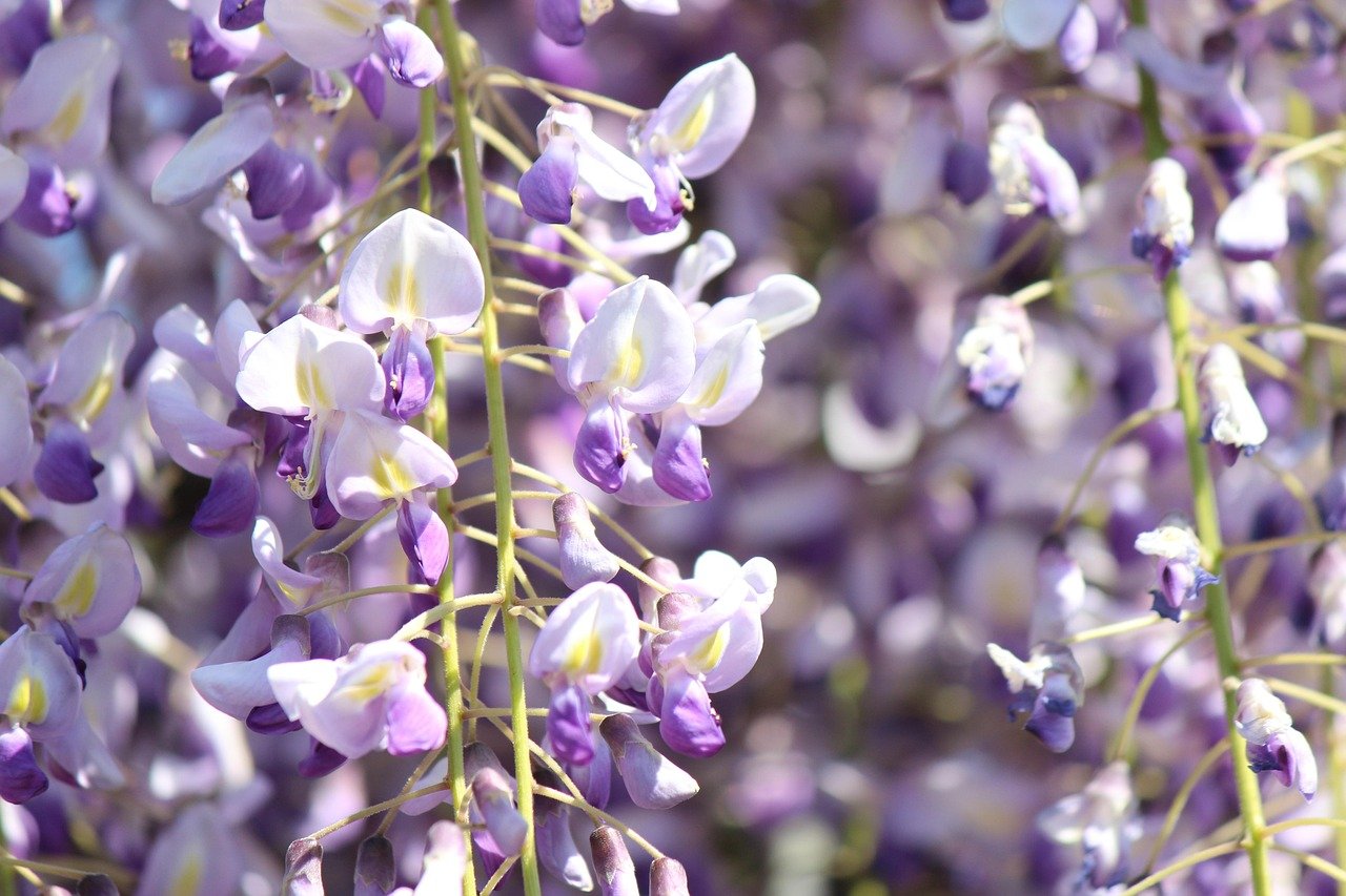 wisteria, wisteria shelf, nature, beautiful flowers, flower background, flower wallpaper, flowers