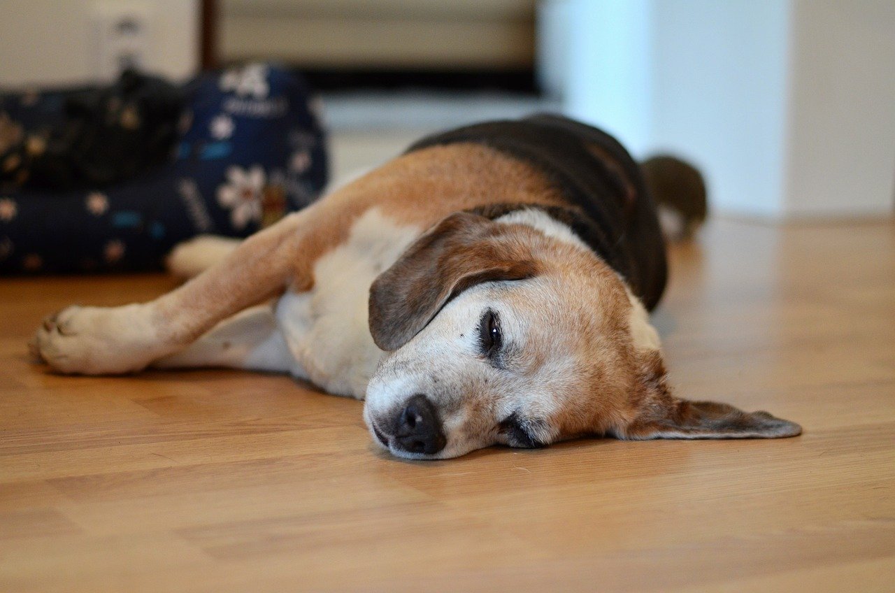 beagle, dog, sleeping, animal, pet, friend, adorable, brown sleep, nature, brown sleeping