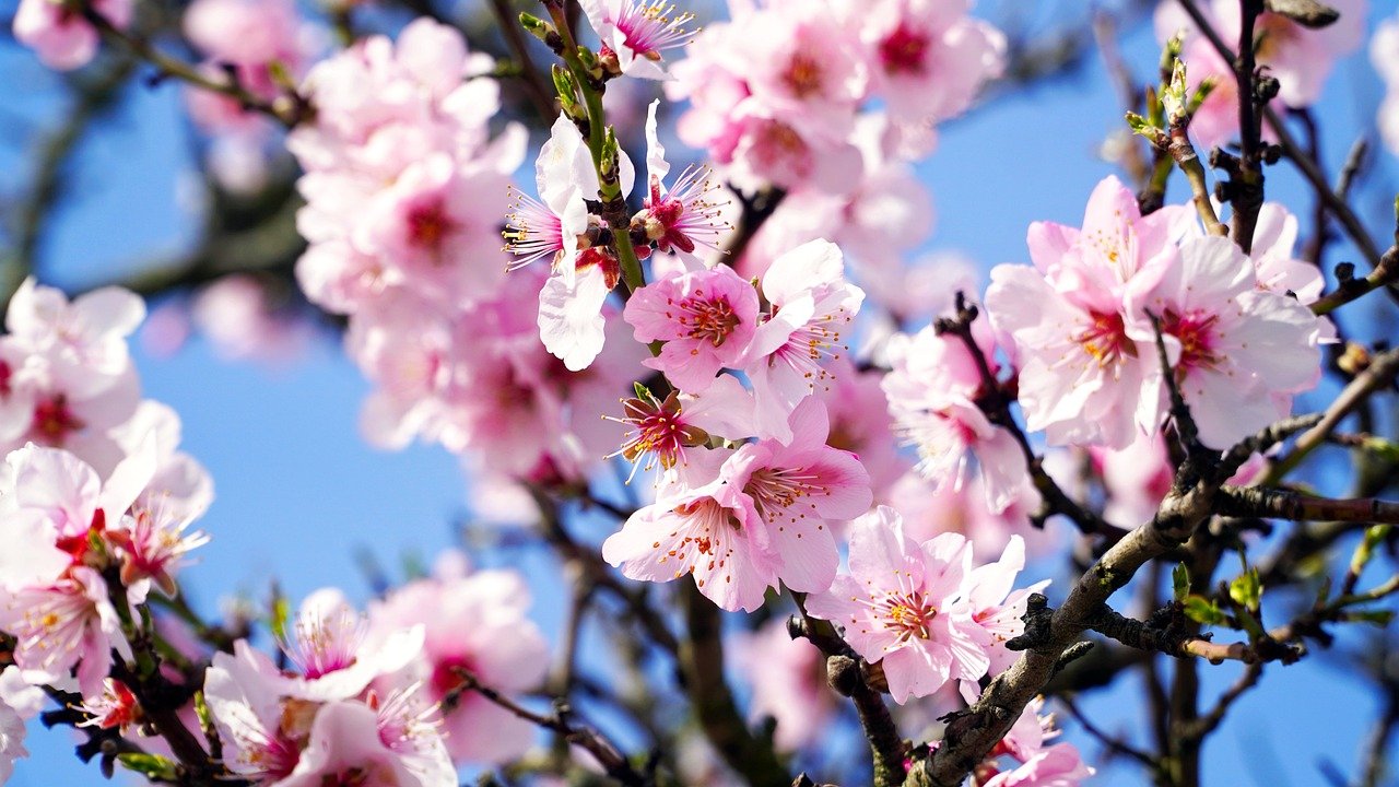 almond tree, blossom, bloom, spring, almond blossom, pink, almond, nature, almond tree, almond tree, almond tree, almond tree, almond tree, almond blossom, almond blossom, almond blossom, almond, almond, almond