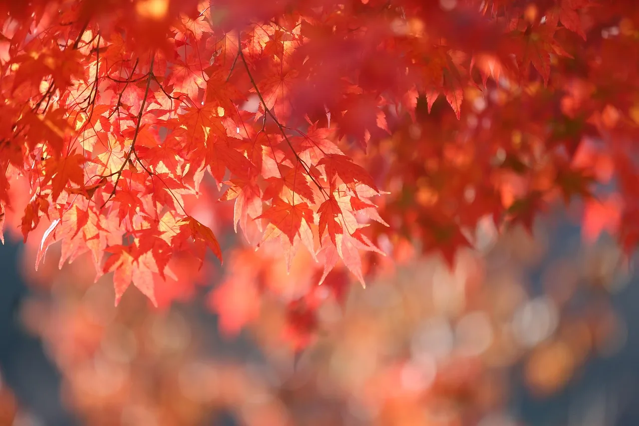 jesień, autumn odchodzi, liść, natura, krajobraz, czerwony, na dworze