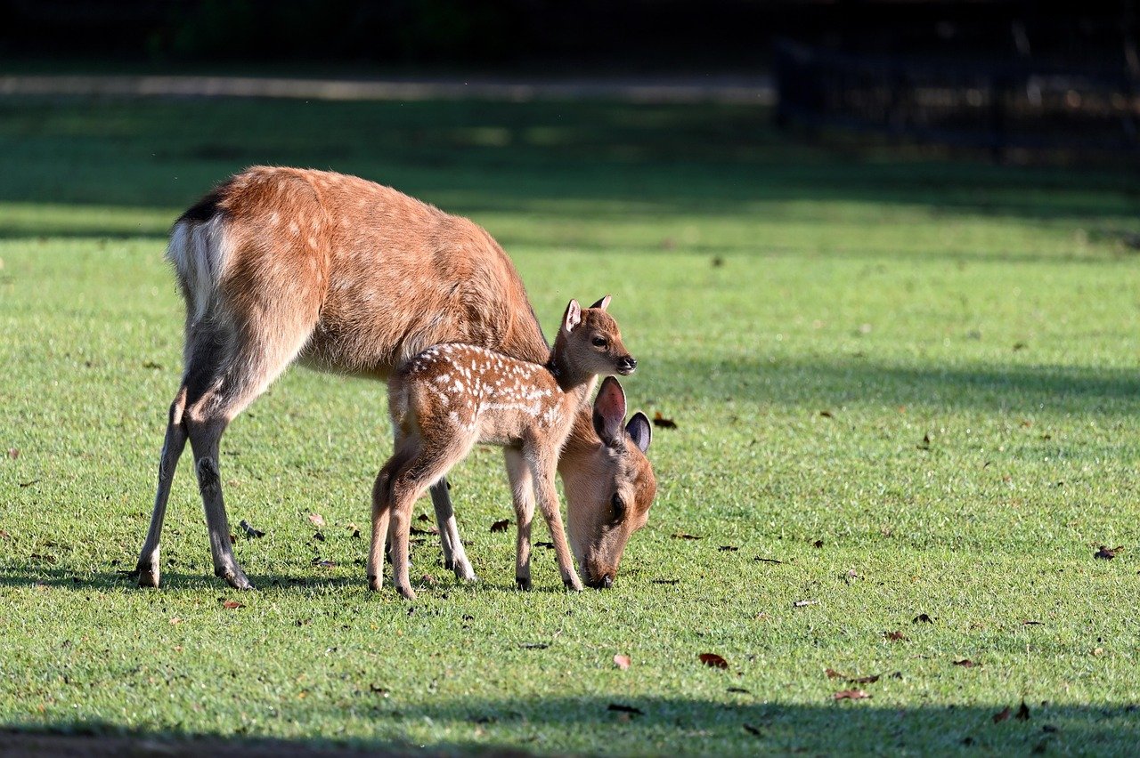 deer, parent child, morning, cute, kojika, deer, deer, deer, deer, deer