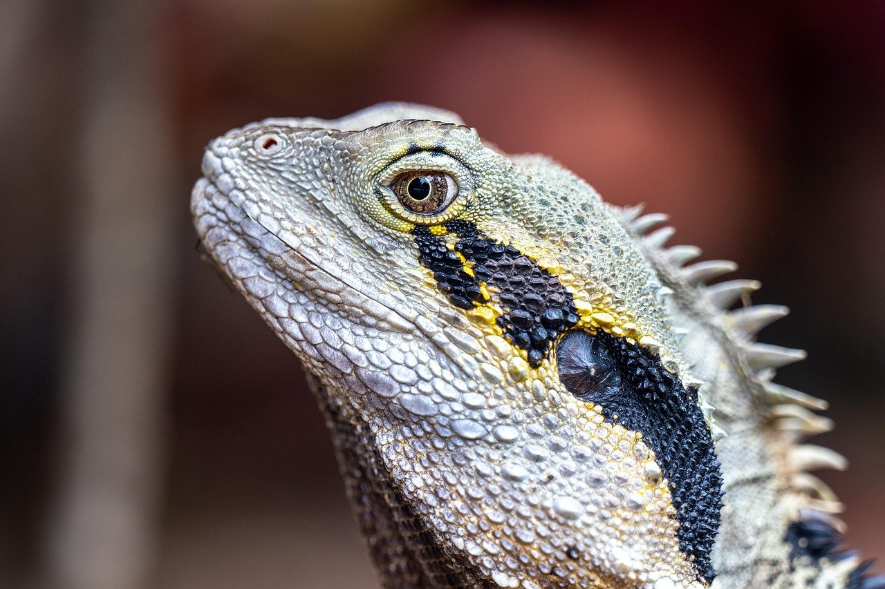 lizard, eastern water dragon, reptile, wildlife, nature, dragon, animal, close-up, intellagama lesueurii, australian water dragon, brisbane, australia