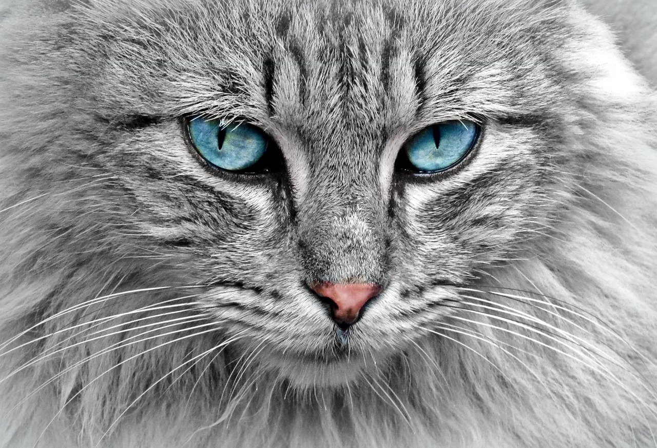 cat, animal, cat portrait, cat's eyes, pet, fur, domestic cat, close up, head, cat face, animal world, portrait, nature, face, animal portrait