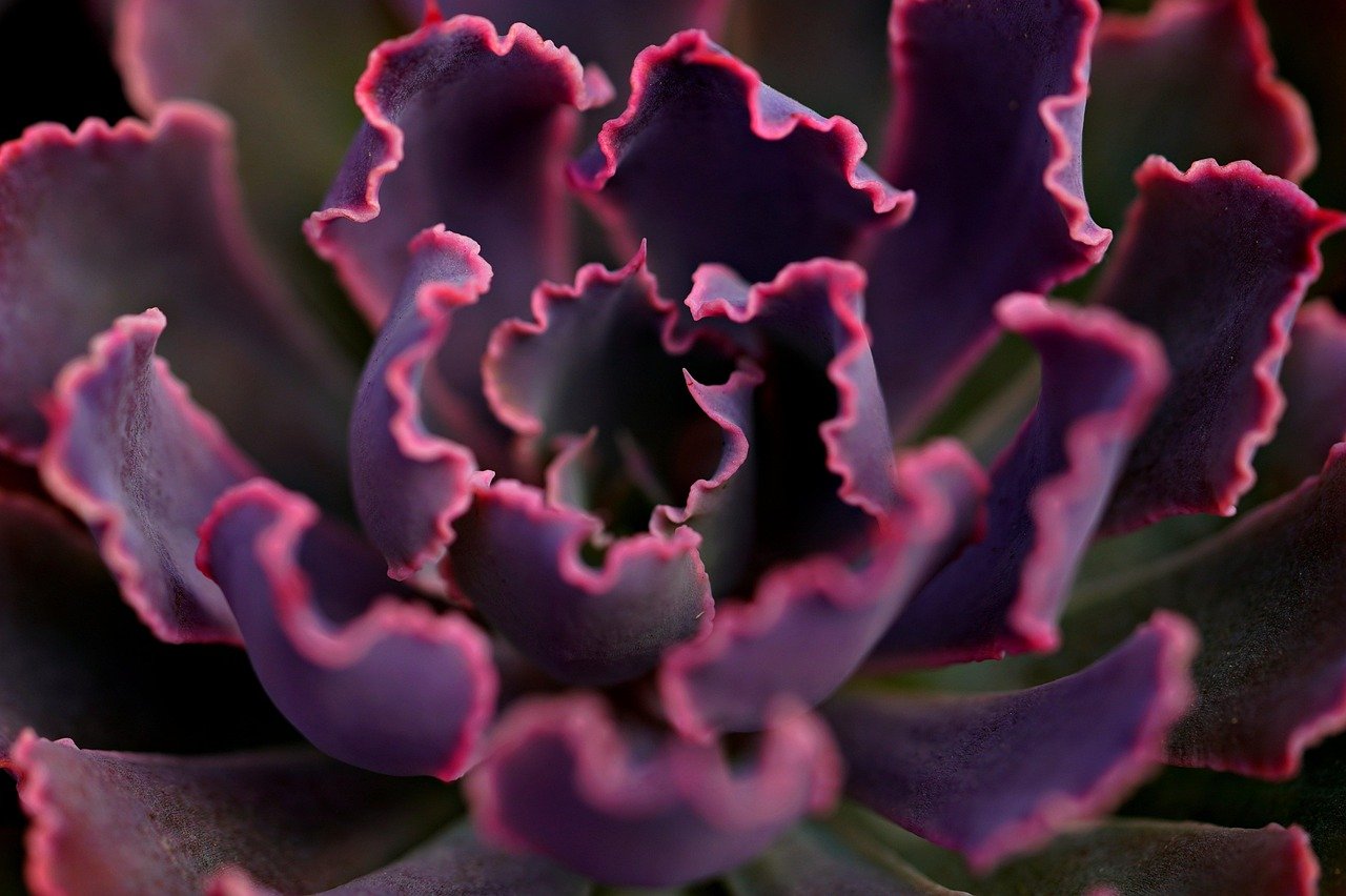 succulent, nature, plant, red flower, flora, close up, macro