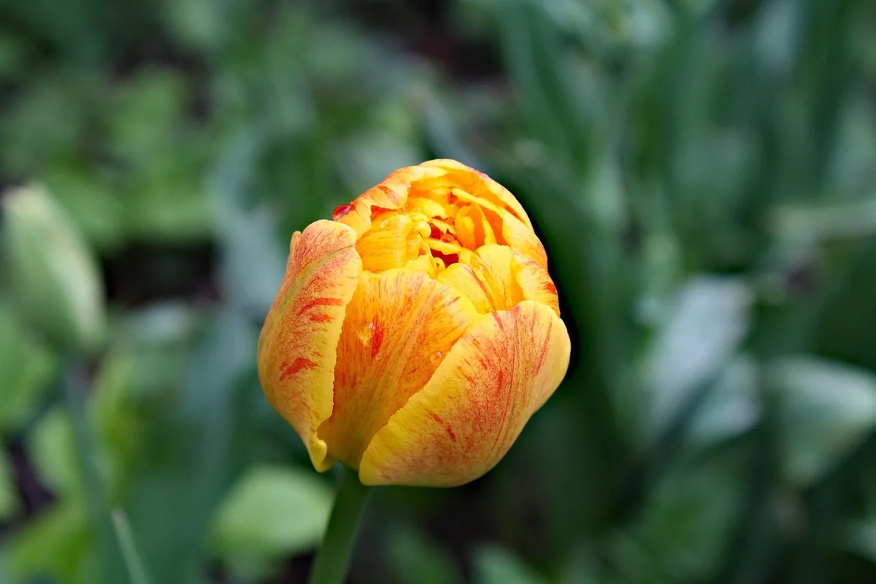 tulip, beautiful tulips, yellow tulips, yellow flowers, morning flowers, wiosna, natura, beautiful flowers