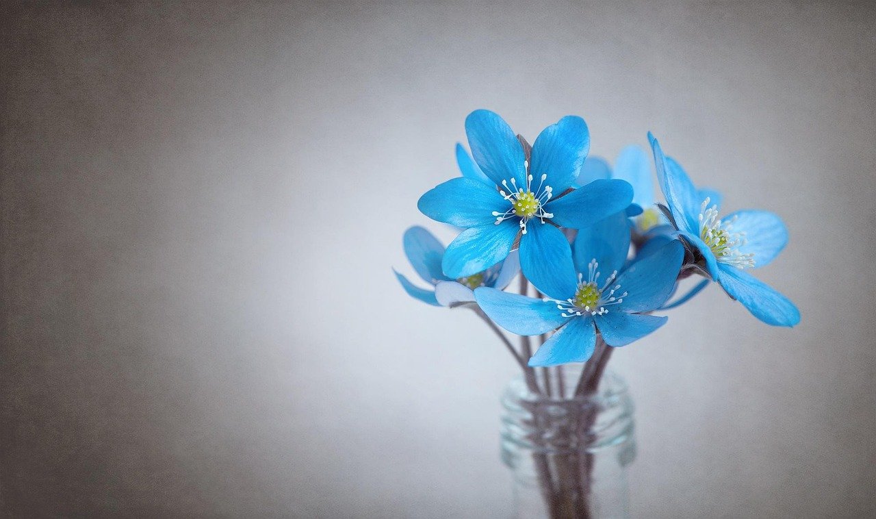 liverflower, blue, flower, flower background, blue flower, blossoms, tender, spring flower, early bloomer, forest flower, vase, glass, beautiful flowers, flower wallpaper, deco, nature, decoration