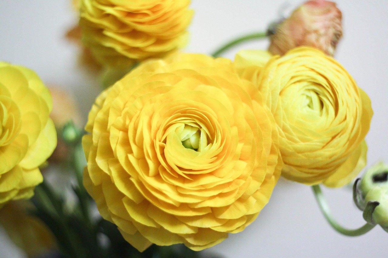 rananculus, flowers, flower wallpaper, beautiful flowers, plant, flower background, nature, garden, yellow