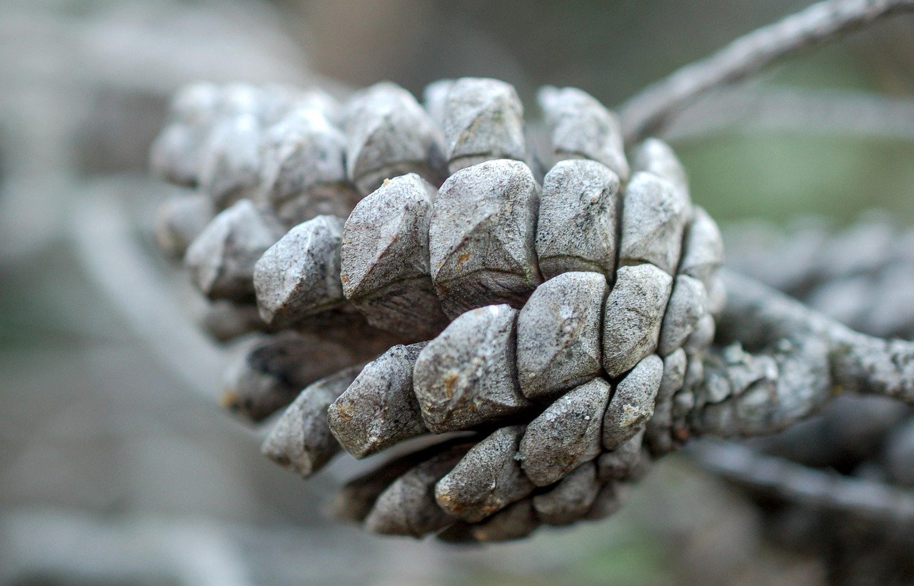 pine cone, coniferous, pine, tree, nature, fir, forest, cones, winter