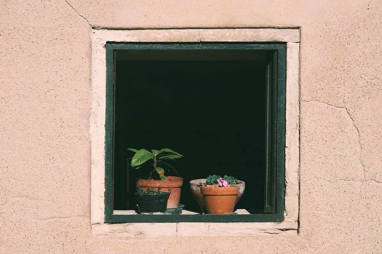 window, flower pots, potted plants, plants, window sill, nature, outlook, insight, to water