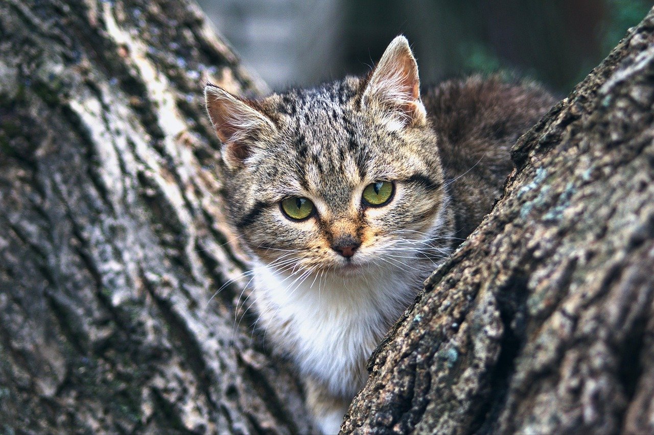 cat, nature, kitten, pet, animal, tree