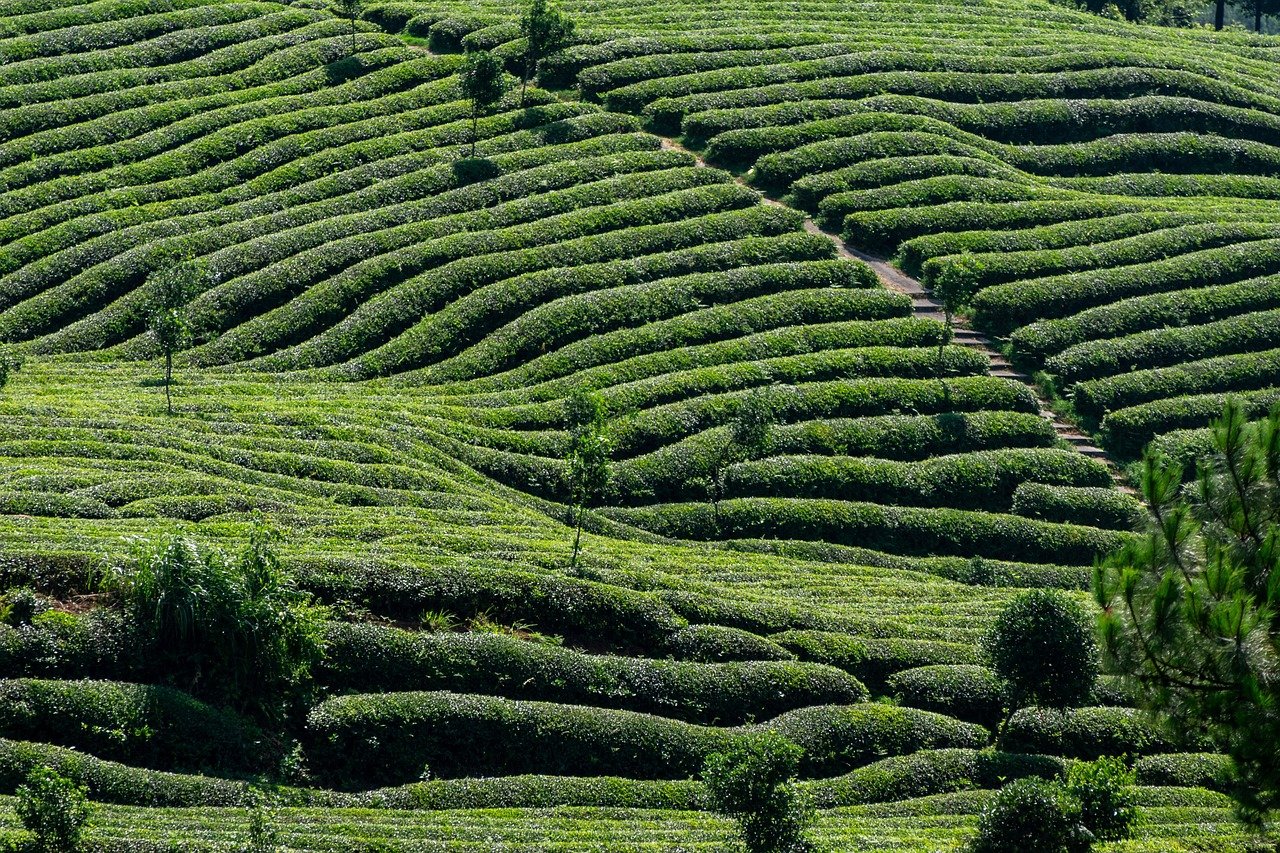 tea, tea garden, tea tree, green, agriculture, farmland, nature, natural, plant