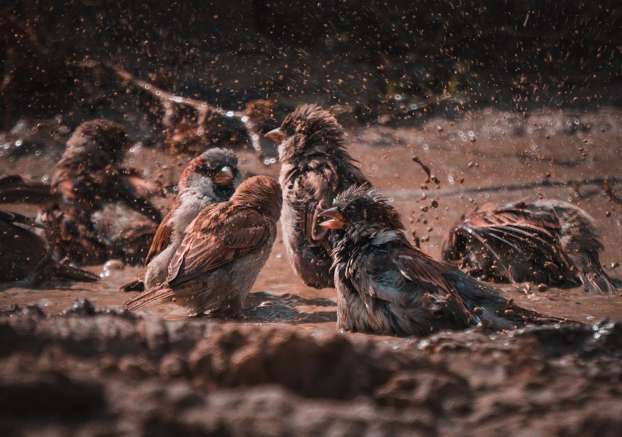 sparrows, birds, water, mud, splash, bath, animals, songbirds, wildlife, feathers, plumage, bill, nature, closeup, sparrows, sparrows, mud, mud, mud, mud, mud