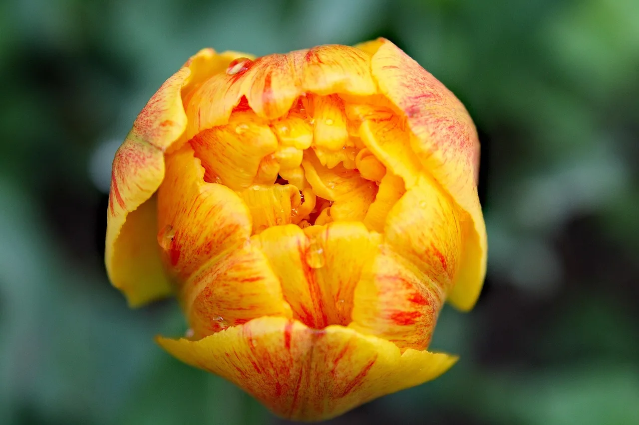 colour, beautiful flowers, wiosna, natura, morning flowers, yellow flowers, yellow tulips, beautiful tulips, tulip