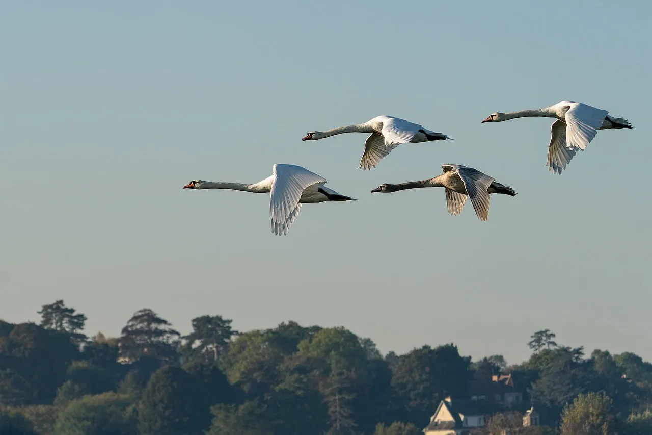 łabędzie, ptaki, waterfowls, natura, fauna, ornitologia, ptasia, gatunek, lot, niebo, migracja