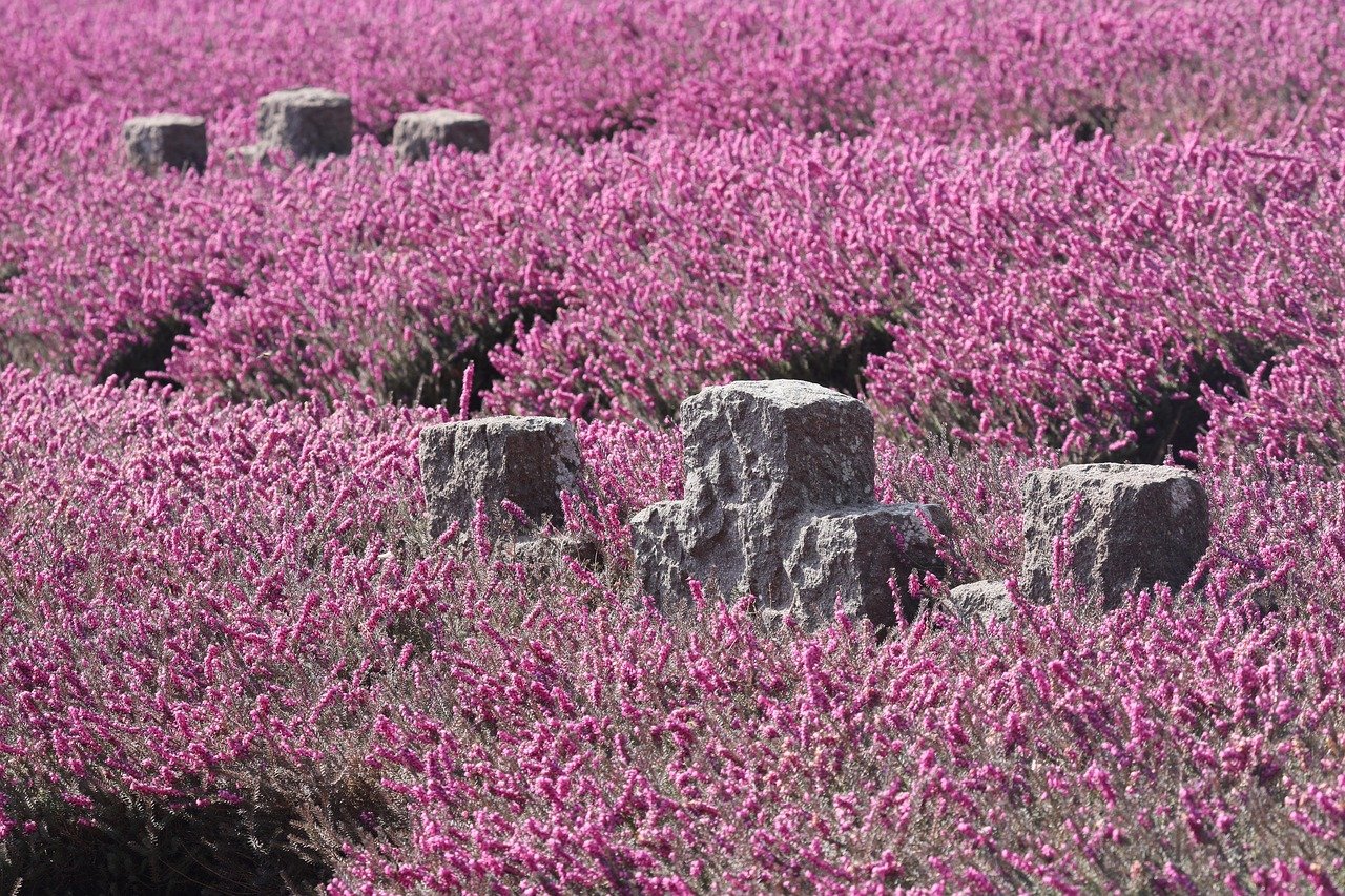 war graves, erika, memorial day, world war, military cemetery, grief, war, pink flowers