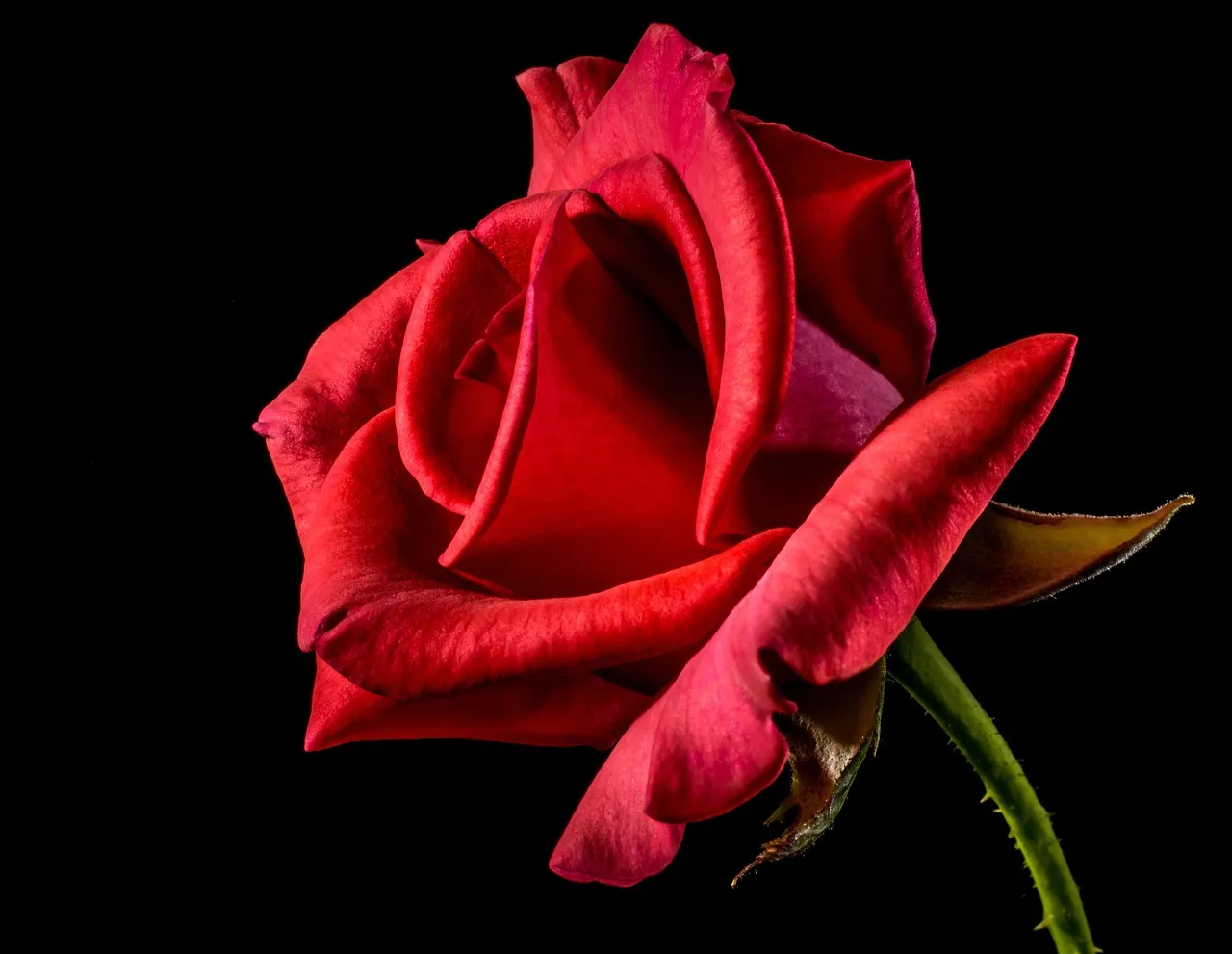 rose, flower, petals, rose flower, red rose, red flower, bloom, flower wallpaper, blossom, nature, flowering plant, ornamental plant, beautiful flowers, flower background, plant, flora, closeup
