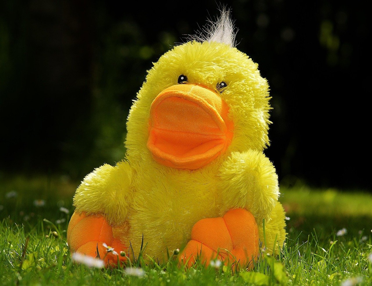 duck, fun, stuffed animal, toy, children, meadow, cute, duck, duck, duck, duck, duck, stuffed animal, toy, toy, toy, children