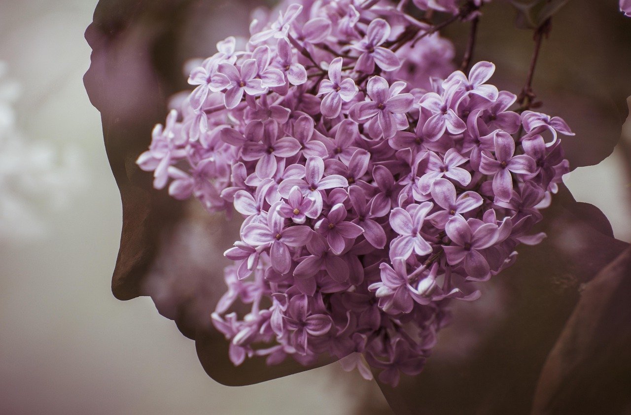 woman, gracefulness, flower background, double exposure, lilac, purple flower, silhouette woman, beautiful flowers, nature, woman head, silhouette, blossom, flower wallpaper, bloom, flora, flower, female, head