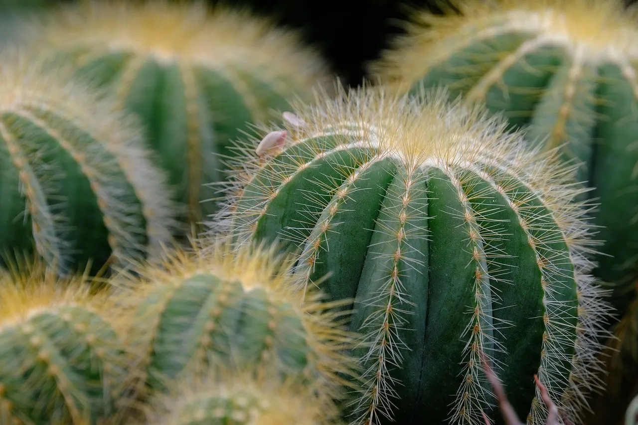 cactus, nature, plant, thorns, nature, nature, nature, nature, nature