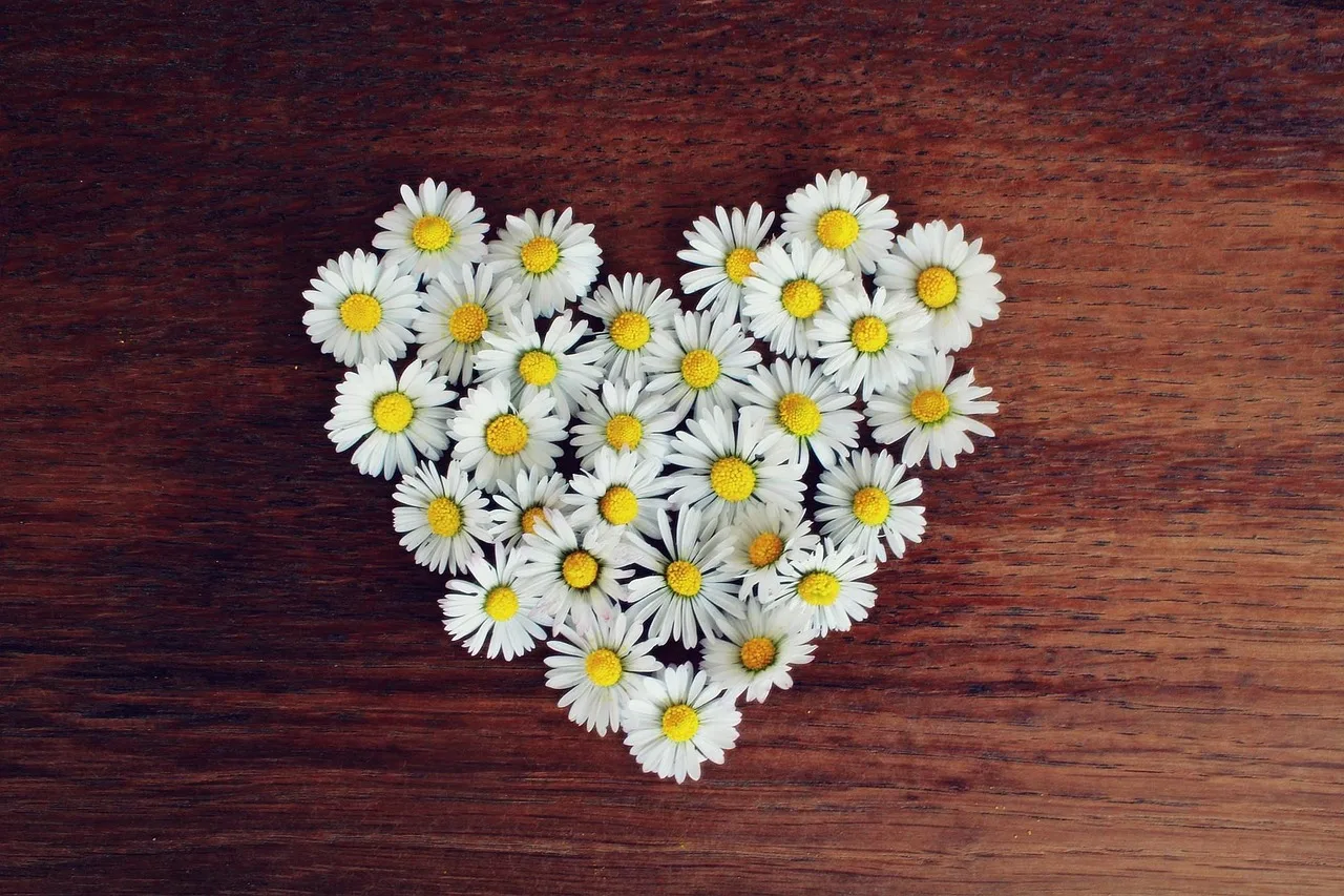 stokrotki, serce, natura, daisy serce, miłość, kształcie serca, białe stokrotki, kwiat tło, kwiat, kwitnąć, flora, romantyczny, tapeta kwiatowa, wiosna, symbol, piękne kwiaty, kwiaty, kwiatowe serce, romans, dekoracja, dekoracyjny