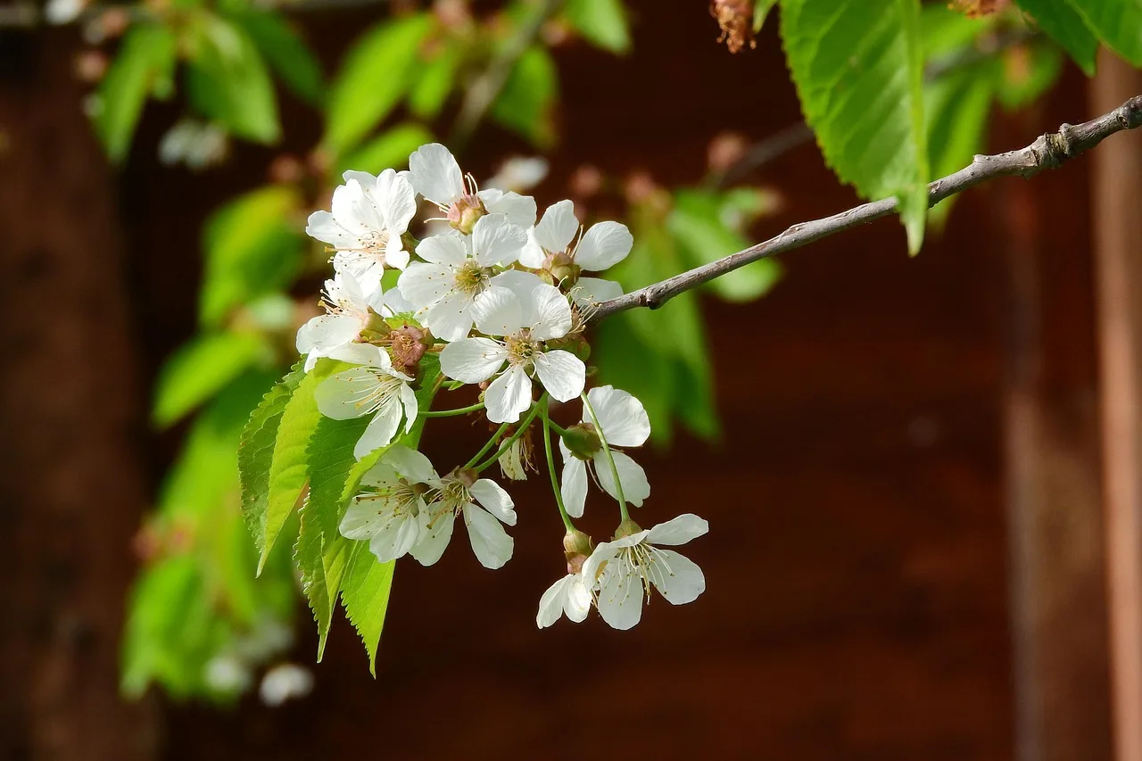 wiśnia, wiśniowe, kwiat wiśni, biały kwiat, białe kwiaty, kwitnąca wiśnia, may day, wiosenne kwiaty