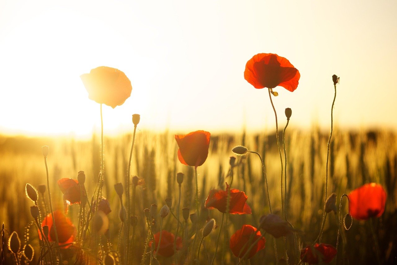 poppies, field, beautiful wallpaper, sunset, free wallpaper, dusk, laptop wallpaper, sunlight, flowers, meadow, wallpaper 4k, 4k wallpaper, windows wallpaper, bloom, hd wallpaper, desktop backgrounds, blossom, flowering plant, ornamental plant, free background, plant, 4k wallpaper 1920x1080, flora, floral background, cool backgrounds, wallpaper hd, flower wallpaper, mac wallpaper, full hd wallpaper, beautiful flowers, nature, flower background, background
