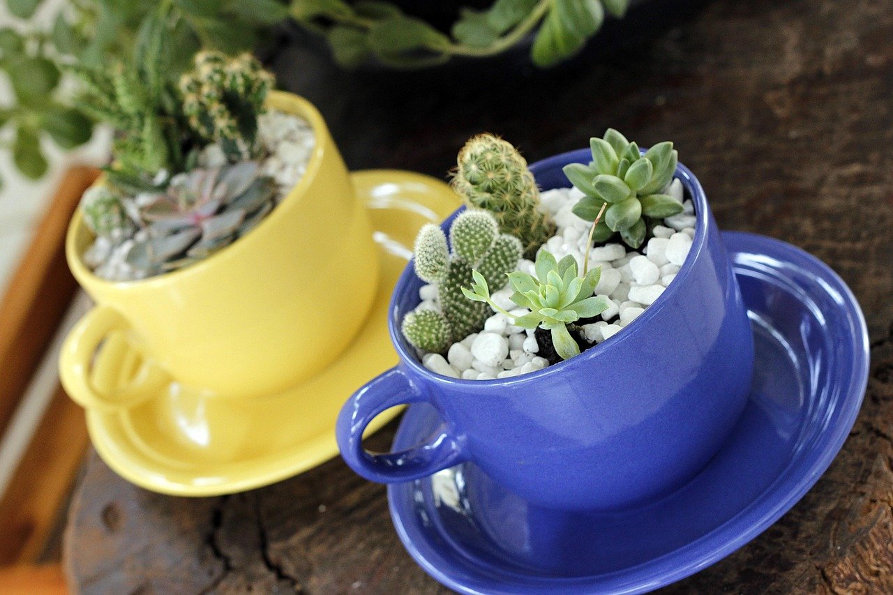 cups, decoration, mug, succulents, terrarios, plants, cactuses, terrariums, charm, vessels, nature, crafts