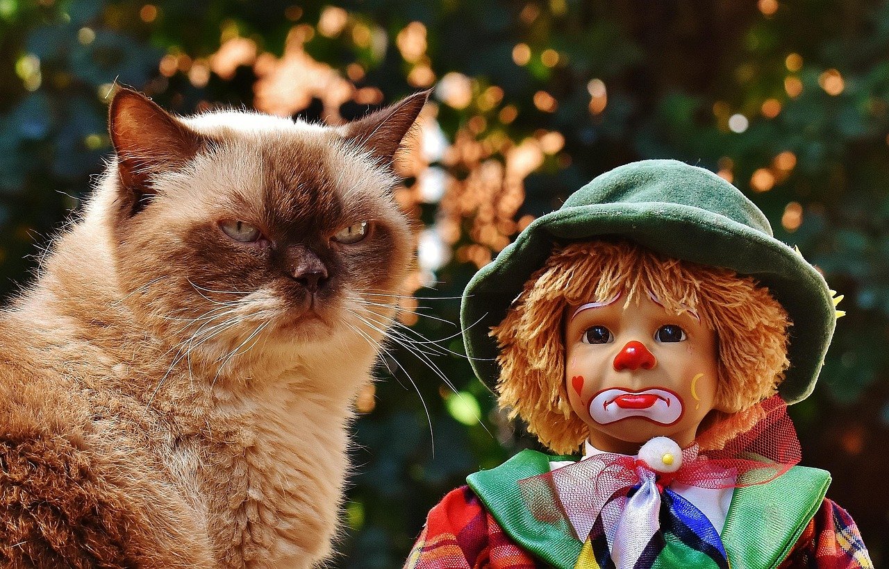 puppet, clown, sad, cat, british shorthair, race, cute, multicoloured, funny, toy, pet, animal, children, fun