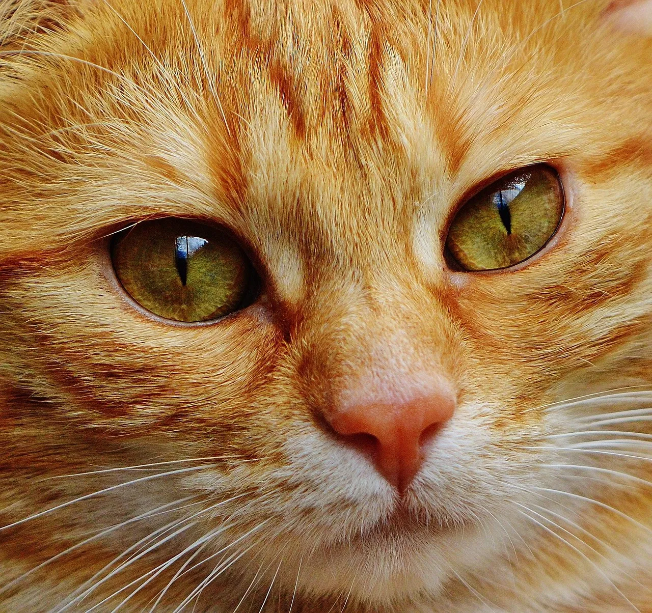 cat, face, close up, view, eyes, portrait, pet, wildlife, animal, face cat, cat face, cute, puss, domestic cat, nature, domestic animal, kitten, head, expression