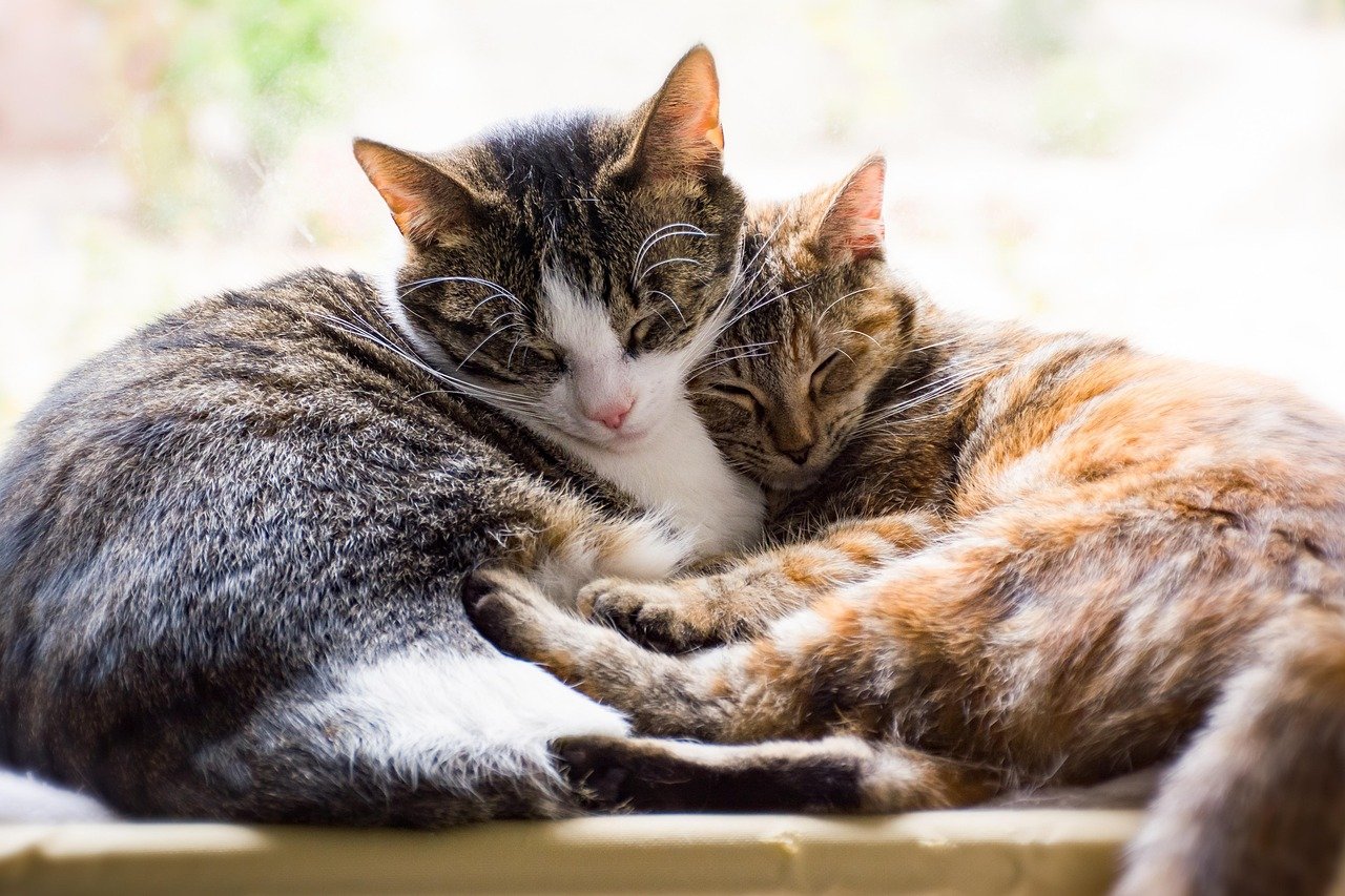 cats, pets, asleep, sleeping, together, resting, affection, cute, sleep, rest, portrait, pair, couple, cat portrait
