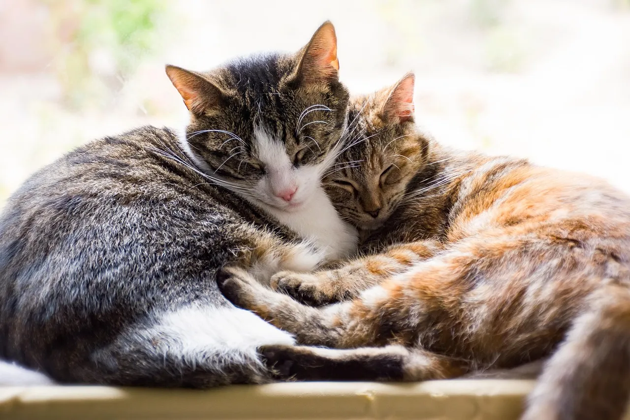cats, pets, asleep, sleeping, together, resting, affection, cute, sleep, rest, portrait, pair, couple, cat portrait