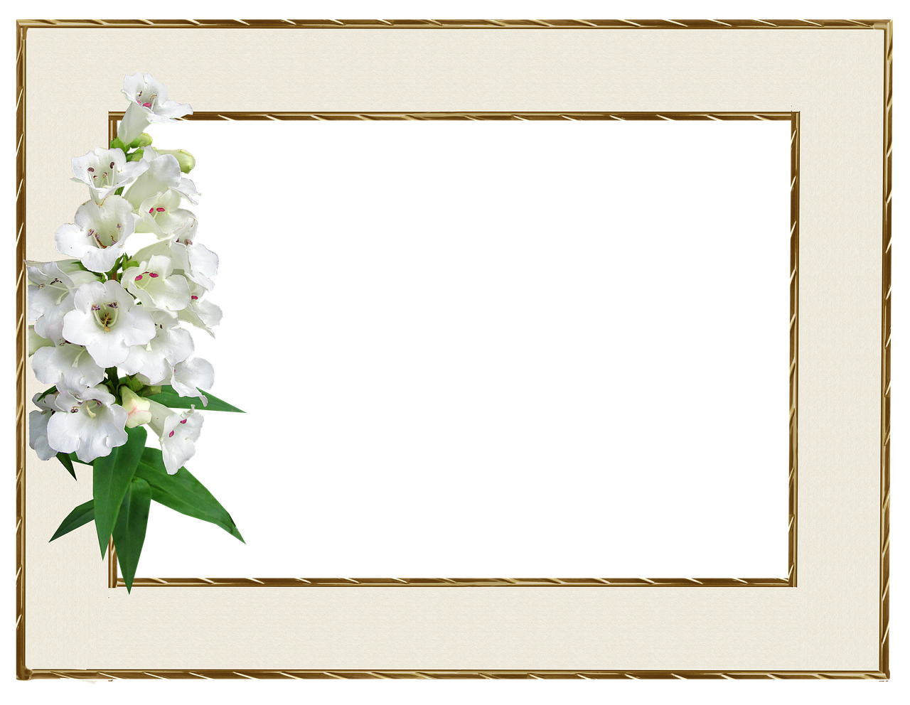 picture frame, border, flower wallpaper, beautiful flowers, flower, penstemon, flower background, nature, greeting card