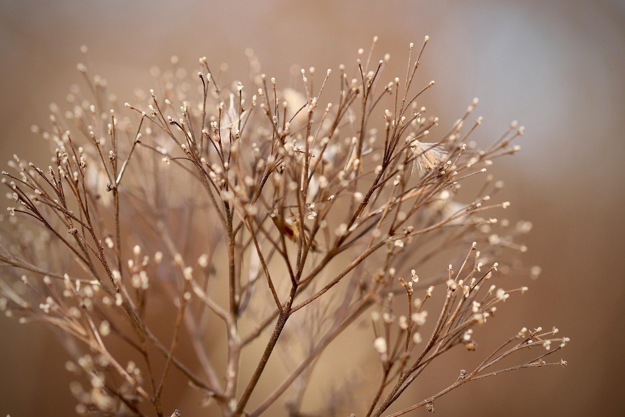 dried flowers, dried, faded, plant, dry plant, nature, fall, close up, bokeh, dried flowers, dried flowers, dried flowers, dried flowers, dried flowers, fall, bokeh, bokeh, bokeh