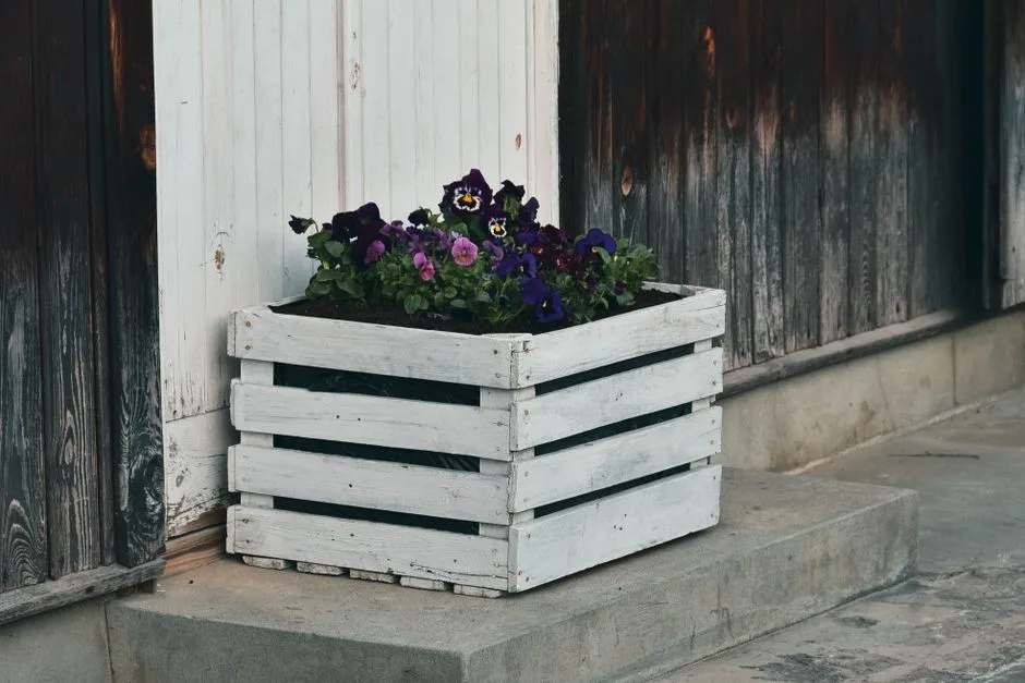 Charming white wooden crate filled with vibrant purple pansies in a rustic setting.