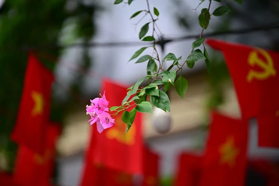 Vibrant pink bougainvillea flower with red flags in soft focus, symbolizing cultural harmony.
