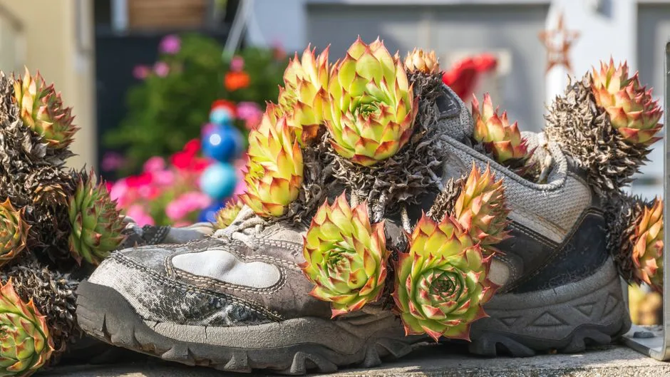 Rustic sneakers repurposed as planters with vibrant succulents outdoors.