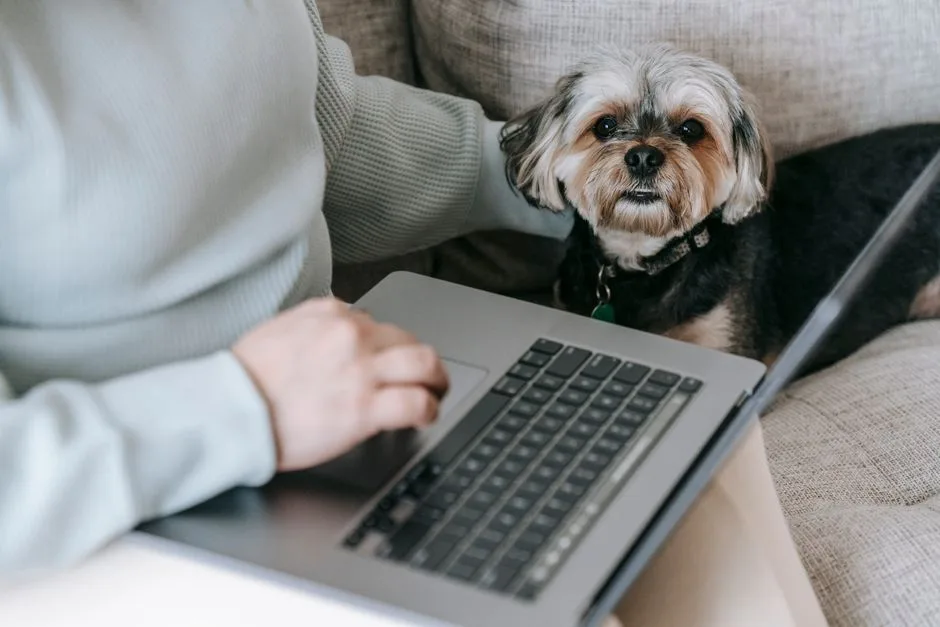From above of crop unrecognizable female freelancer working distantly on laptop and stroking cute curious Yorkshire Terrier sitting on comfy sofa at home