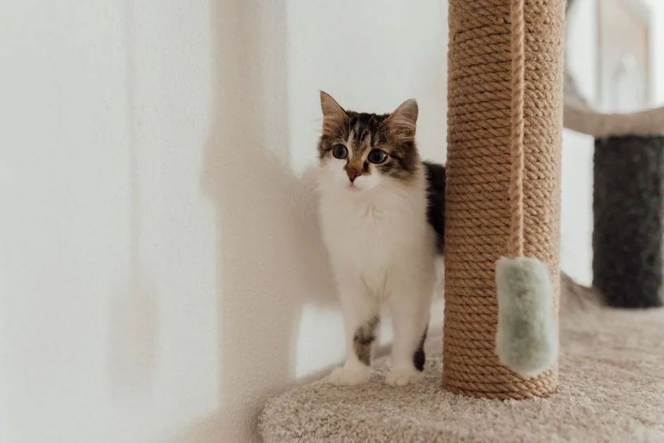 Adorable domestic cat standing beside a rope scratching post in a cozy indoor setting.