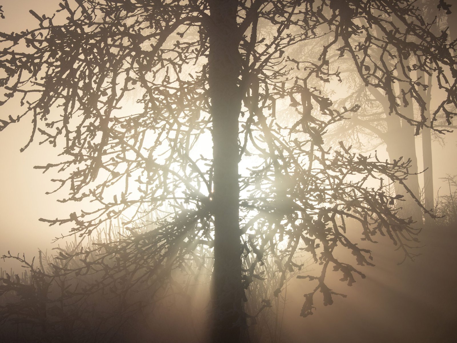 Ethereal silhouette of a tree with foggy sunlight streaming through its branches.