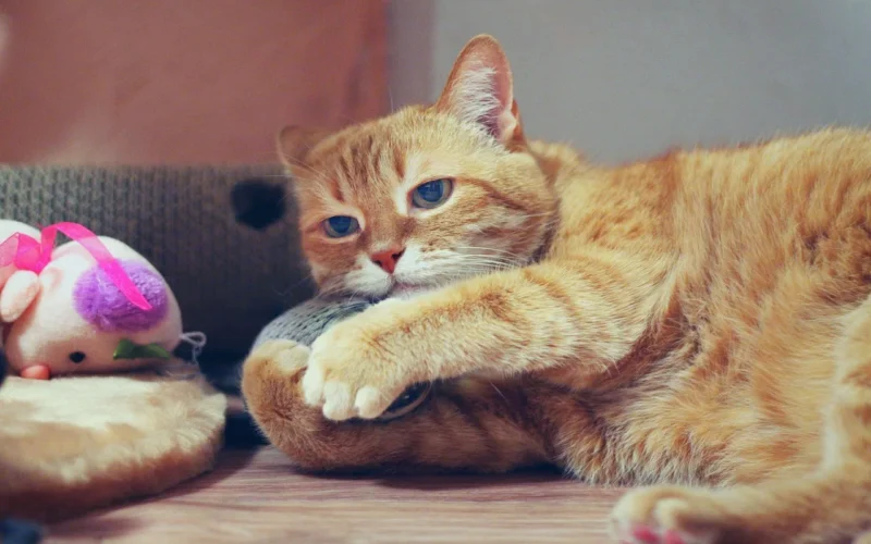 kot, red cat, czerwony kot, kotek, zwierzę domowe, ładny, futro, śnić, oczy, zwierzę, uroda, zwierzęta, natura, zabawki, toy