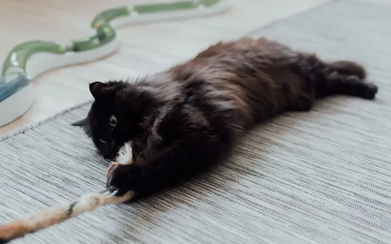 A cute black cat playfully tugging on a rope toy on a cozy indoor rug.