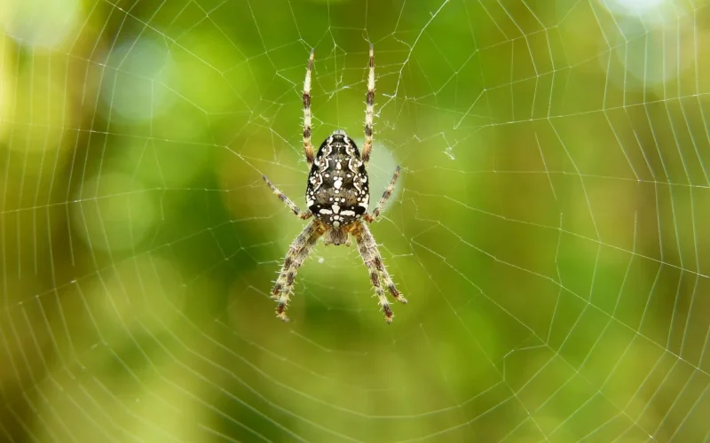 pająk, pajęczak, owad, zwierzę, natura, bezkręgowy, stawonogi, ścieśniać, spider's web, środowisko, biologia