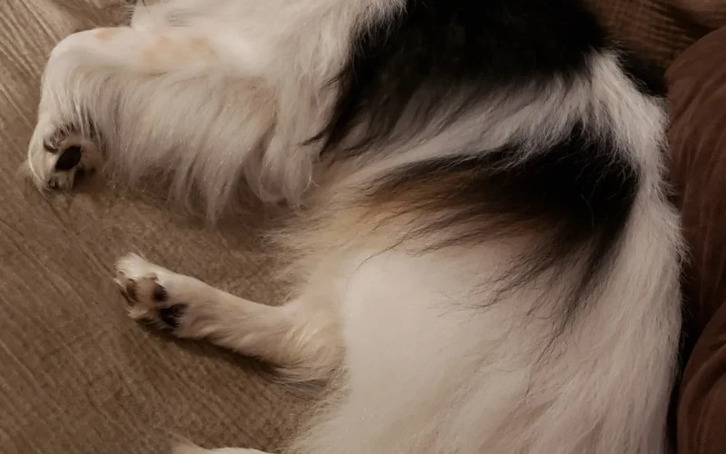 Papillon dog sleeping